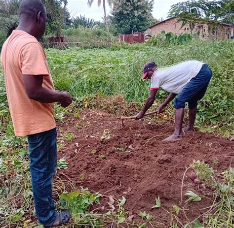 Kindia Bangouya la culture de la patate une activité génératrice de