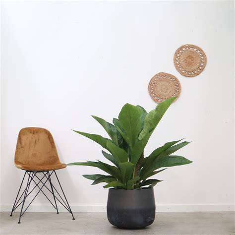 Anthurium Jungle King 100 Cm Green Bubble