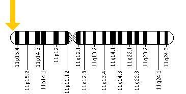 The HBB gene is located on the short (p) arm of chromosome 11 at ...