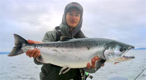 Puget Sound Coho Salmon Guide To Fishing Success