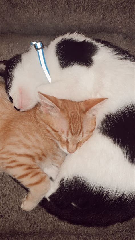 Two kittens cuddling | Kitten cuddle, Kittens, Cats