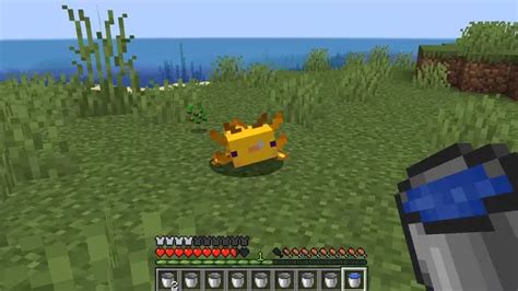 How To Tame And Breed Axolotls In Minecraft Step By Step Guide