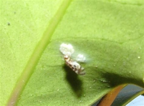 Bark Louse Eggs And Adult Graphopsocus Cruciatus BugGuide Net