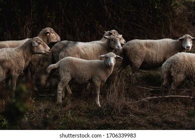 Sheep Grazing Sunset Field Stock Photo 1706339983 | Shutterstock