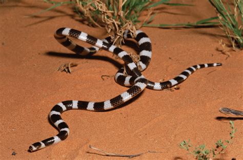 Beautifully Striped Terribly In Danger Meet Australias Bandy Bandy