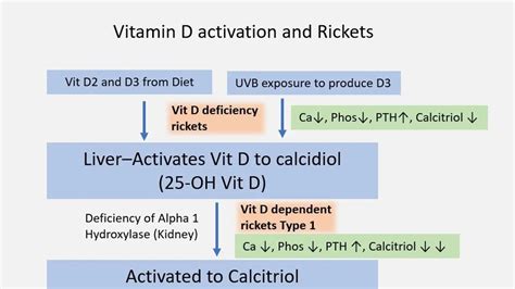 Understanding Vitamin D The Differences And Benefits Of Vitamin D2 And D3