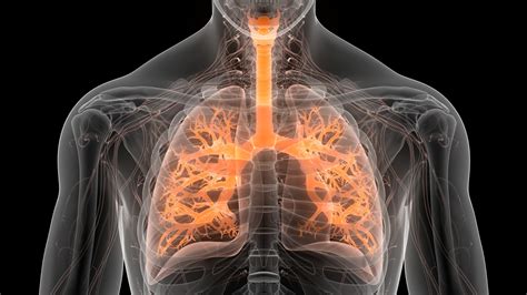 Pulmonary & Sleep of Tampa Bay | Pulmonary Fibrosis: Examine the Causes ...