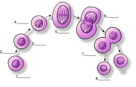 Mitosis And Meiosis Flashcards Quizlet