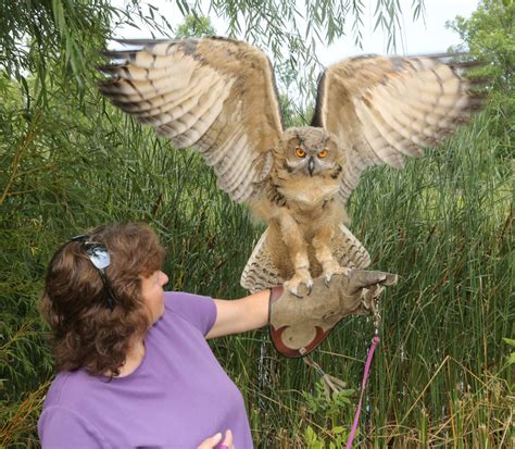 Owl Facts, Types, Classification, Habitat, Diet, Adaptations