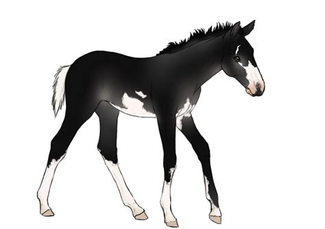 Foal Adoptable Closed By Anonymous Shrew On Deviantart