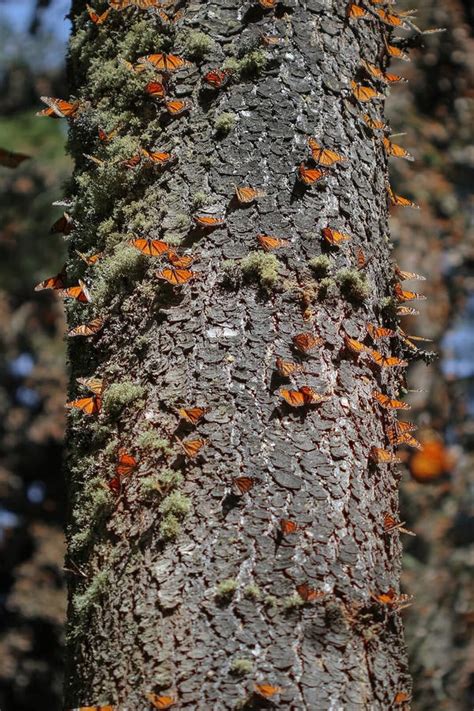 Muchas Mariposas Monarcas Silvestres En Un Bosque De Con Feras En Las