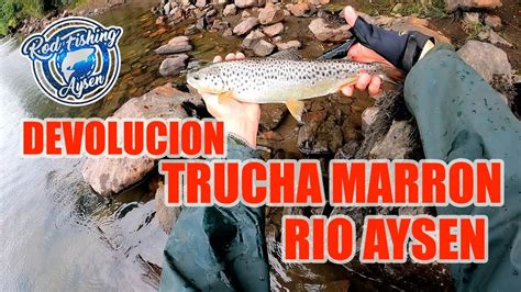 Captura y Devolución Trucha Marrón Salmo Trutta Fario Rio Aysén YouTube