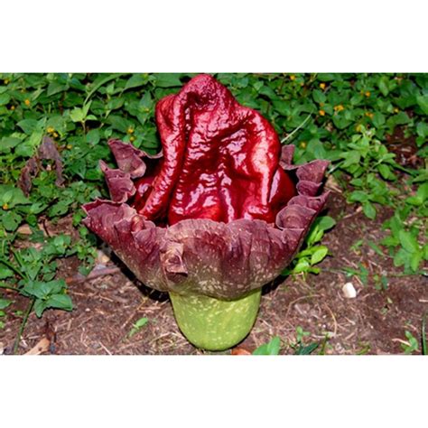 Jual Ubi Suwekbunga Bangkai Amorphophallus Titanum Shopee Indonesia