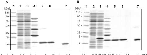 Figure 1 From Comparative Analysis Reveals Selective Recognition Of