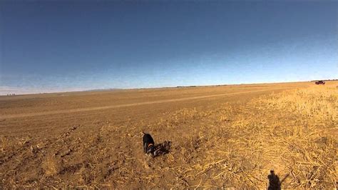 Colorado Pheasant Hunt 2013 Youtube