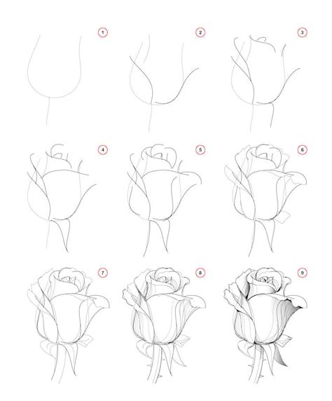 5 Rose Draw Tutorial Reyhannaelektra