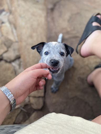 How to Train a Blue Heeler Puppy? (Your Step-By-Step Guide)