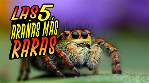 Las 5 Arañas Más Raras Del Mundo Youtube