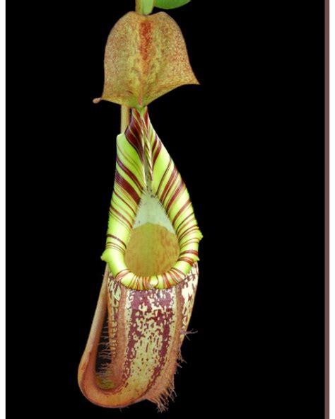 Nepenthes Spectabilis X Veitchii