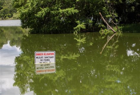 Meilleurs Endroits Pour Voir Des Alligators Sauvages En Floride