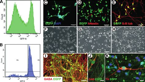 Fluorescence Activated Cell Sorting Facs Based Lineage Selection Of