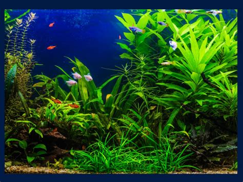 How To Decorate Your Fish Tank With Live Plants The Pet Blog Lady