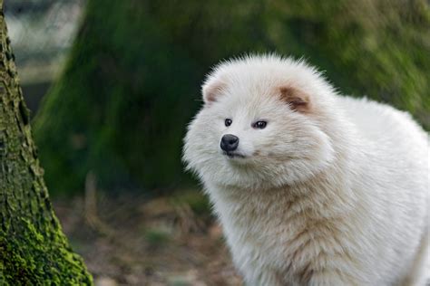 White Tanuki (Raccoon dog) - Tanuki, also known as “raccoon dogs,” are ...