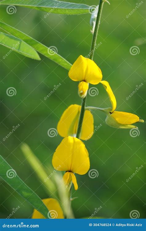 Crotalaria Juncea Orok Orok Lambau This Plant Is Usually Used For