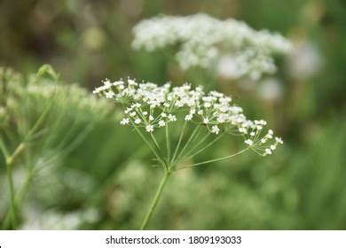 Conium Maculatum Poisonous Plant Unorthodox Treatment Stock Photo 1809193033 | Shutterstock