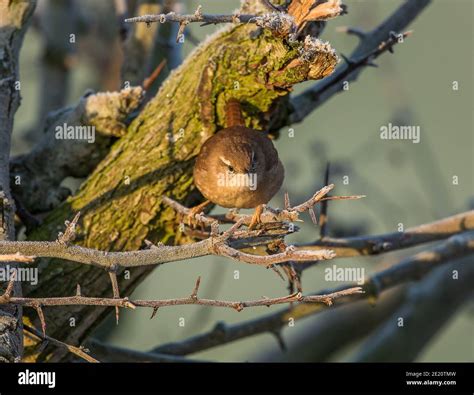 Wren Photographed In The Snow Hi Res Stock Photography And Images Alamy