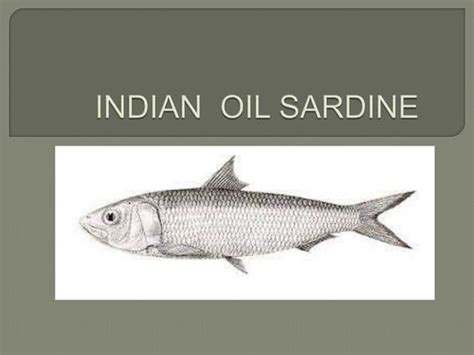 Indian oil sardine species facts | PPT