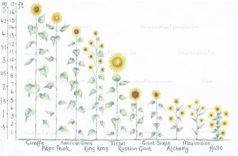 31 Most Wonderful Sunflowers With Height Guide Tried And Tested