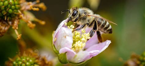 Best Shrubs To Attract Bees Bee Life