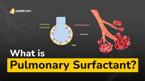 What Is Pulmonary Surfactant