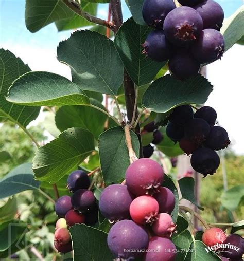 Świdośliwa olcholistna Honeywood Krzewy owocowe » Herbariusz - Szkółka ...