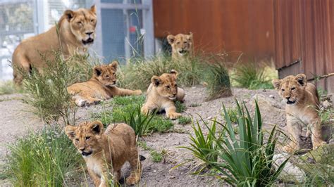 Lion Cubs | Taronga Conservation Society Australia