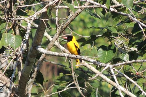 Black Hooded Oriole Oriolus Xanthornus Chiang Dao Thail Scotty