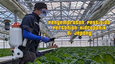 Penyemprotan Pestisida Pertanian Hidroponik Di Jepang YouTube