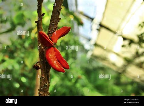 Fruits of the Kola tree (Cola caracifolia) growing in a greenhouse ...