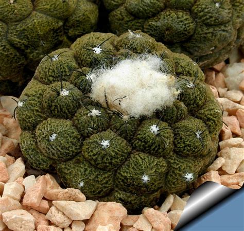 Copiapoa Hypogaea Cv Lizard Skin 10 Seeds Rareplant