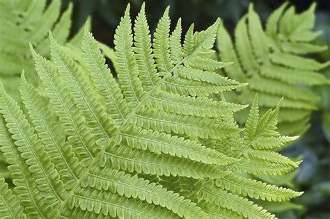 Athyrium Filix Femina Lady Fern