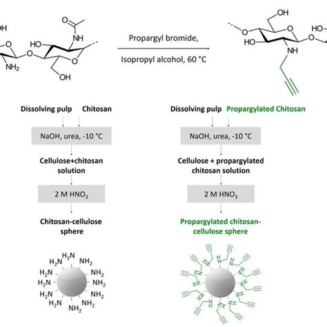 Synthesis Scheme For The Preparation Of Propargylated Chitosan Polymer Download Scientific