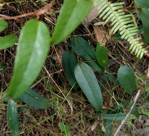 Sweet Sarsaparilla From Tallanbana Springbrook QLD 4213 Australia On