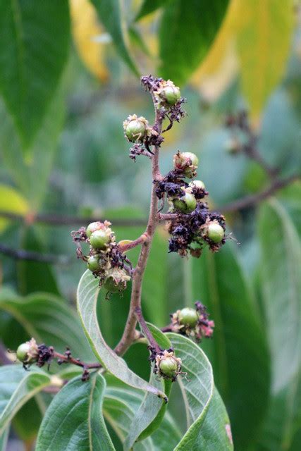 Lagerstroemia Limii Merr BG Meise Ruud De Block Flickr