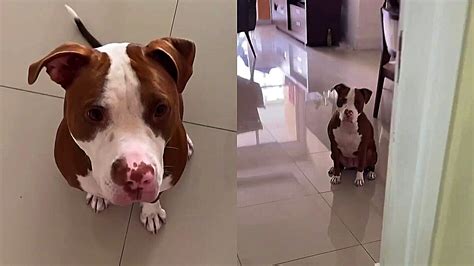 Como ensinar o cachorro a não fugir quando você abre a porta Médico