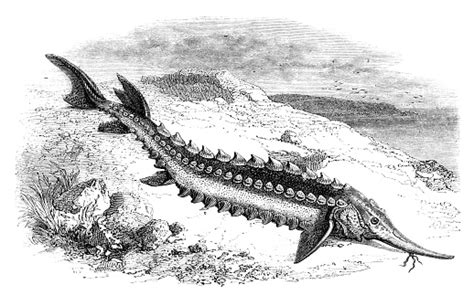 Endangered Species Sturgeon In Caspian Sea 1858 Stock Illustration ...