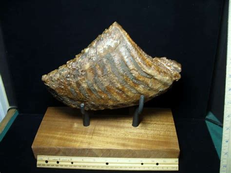 Fossilized Mammoth Molar 071123g The Stones Bones Collection