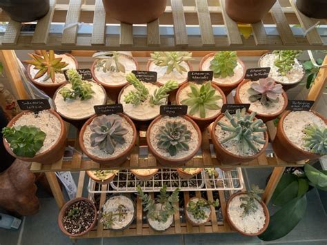 Fungus gnats and diatomaceous earth : r/succulents