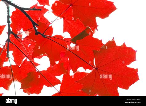 Leaves On A White Background Hi Res Stock Photography And Images Alamy