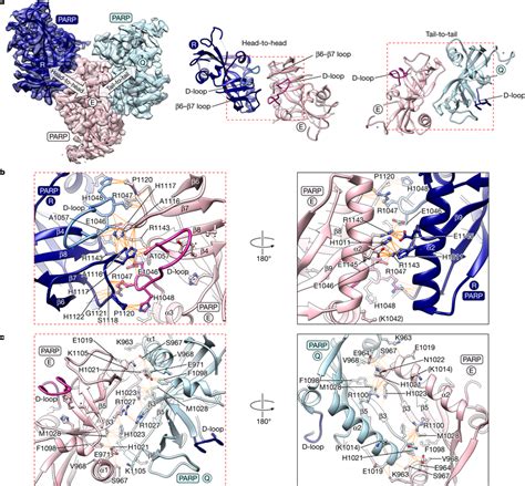 PARPPARP Domain Contacts Within The TNKS2 SAMPARP Filament A Cryo EM